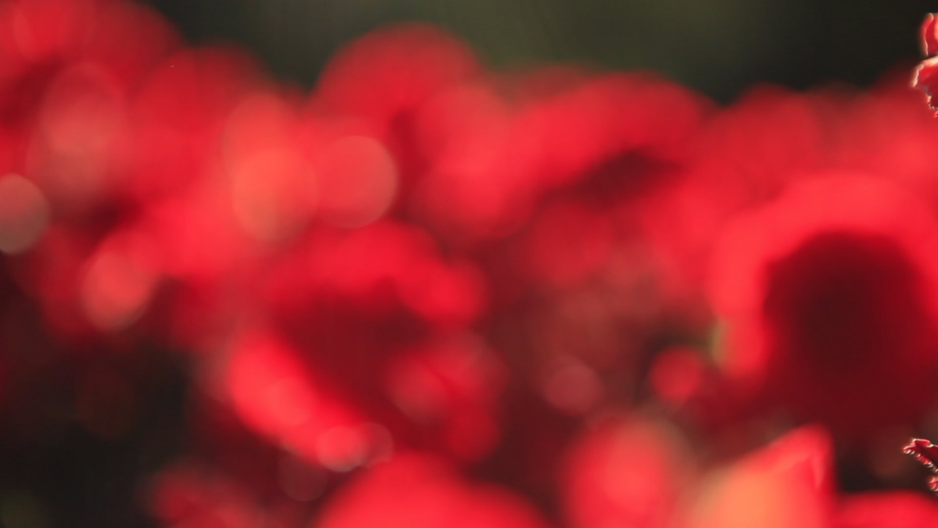 Red Flowers Sunlight