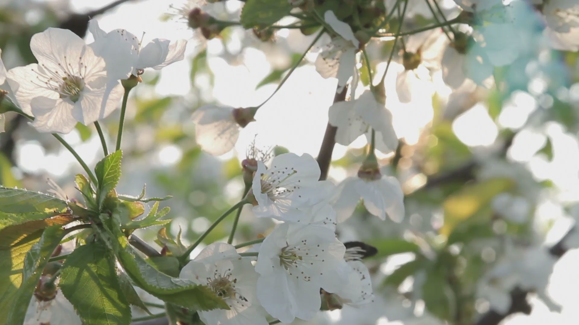 White Flowers